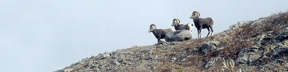 mountain goats west texas rar